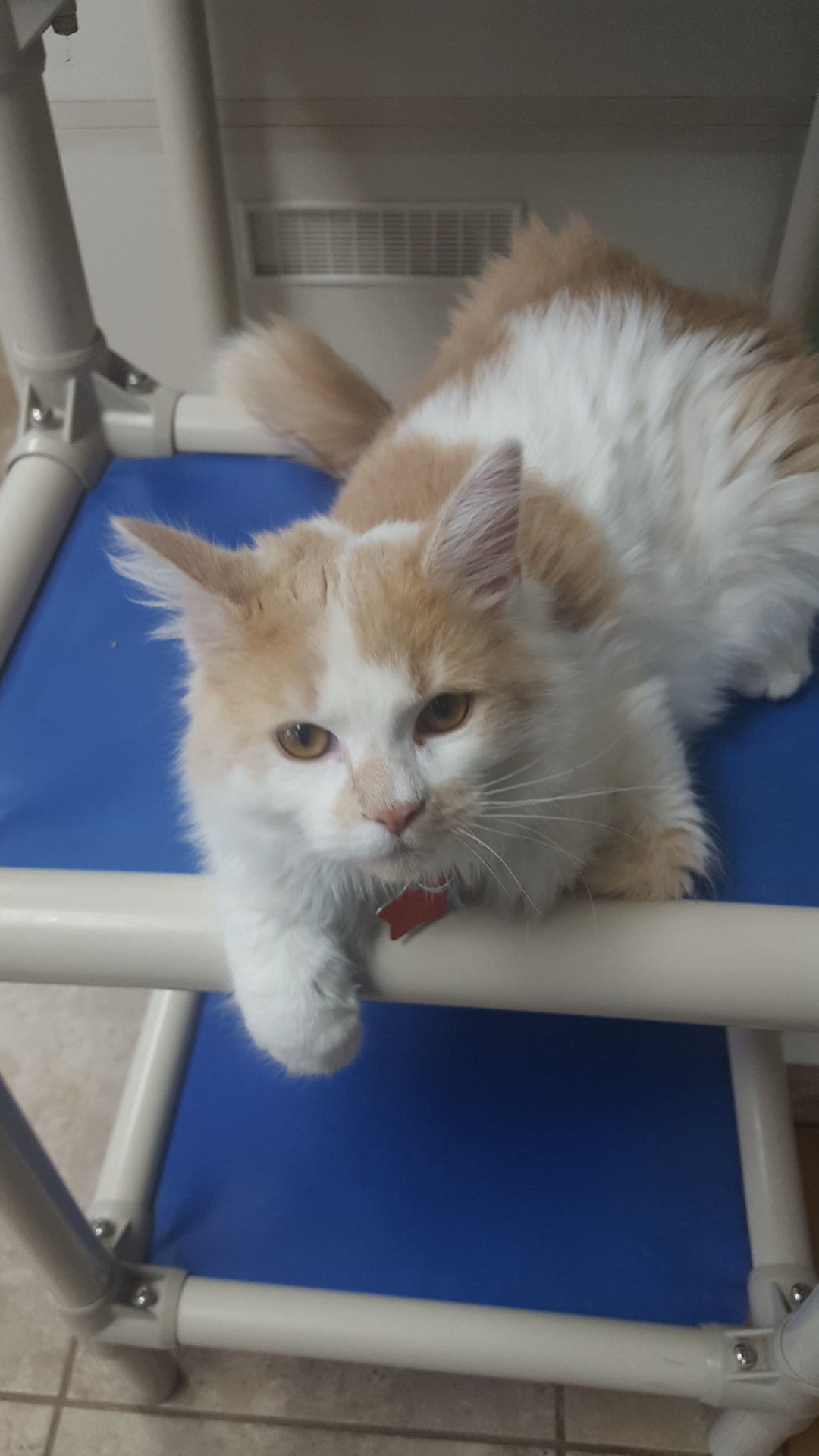 Adopt a friend: Buffy